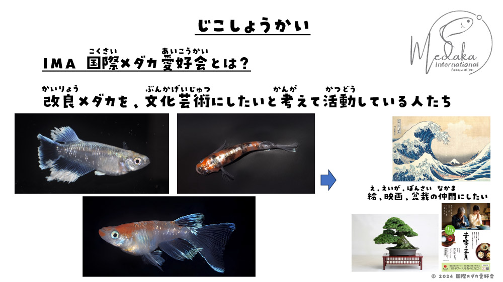 メダカのいろは